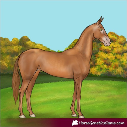 Horse Color:Gray Gold Champagne 