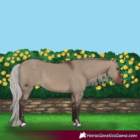 Horse Color:Silver Brown Dun 
