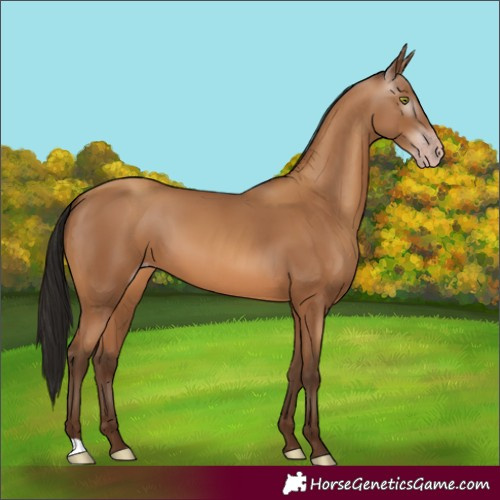 Horse Color:Gray Amber Champagne 