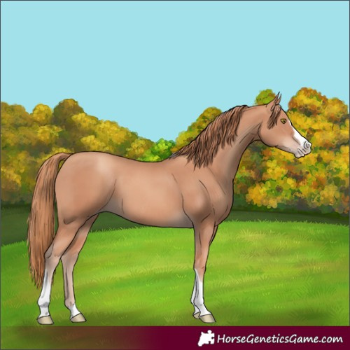 Horse Color:Gold Champagne Splash Tobiano 