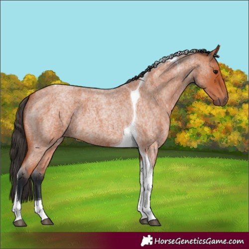 Horse Color:Bay Roan Tobiano