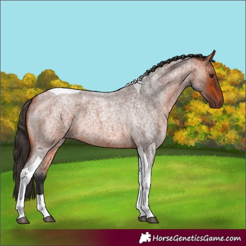 Horse Color:Bay Roan Tobiano