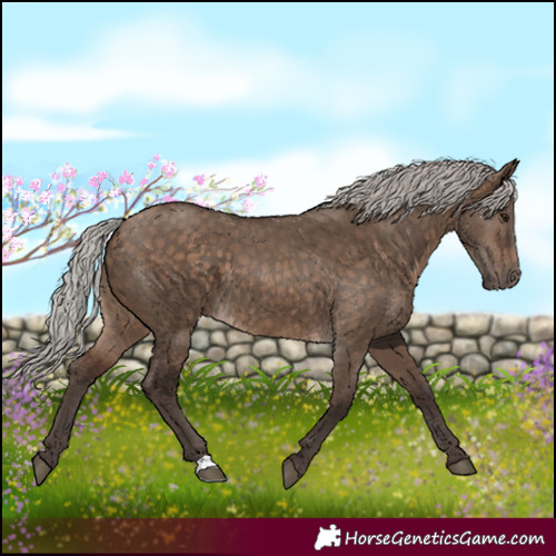 Horse Color:Silver Brown Dun 