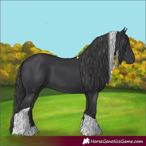 Horse Color:Black Tobiano 