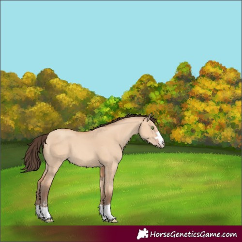 Horse Color:Amber Champagne Dun