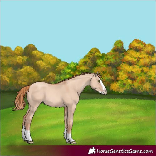 Horse Color:Gold Champagne Dun Splash