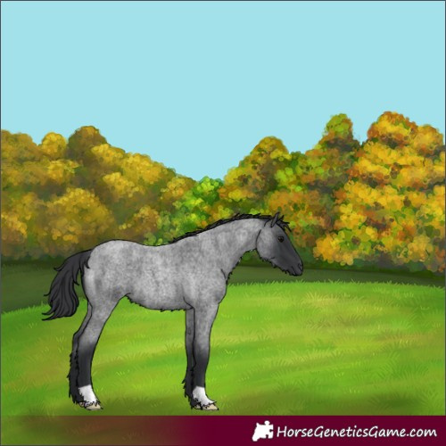 Horse Color:Blue Roan 