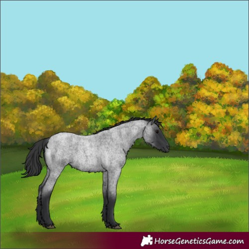 Horse Color:Blue Roan 