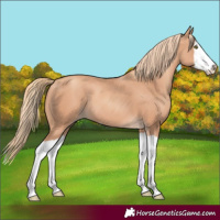 Horse Color:Gold Champagne Splash 