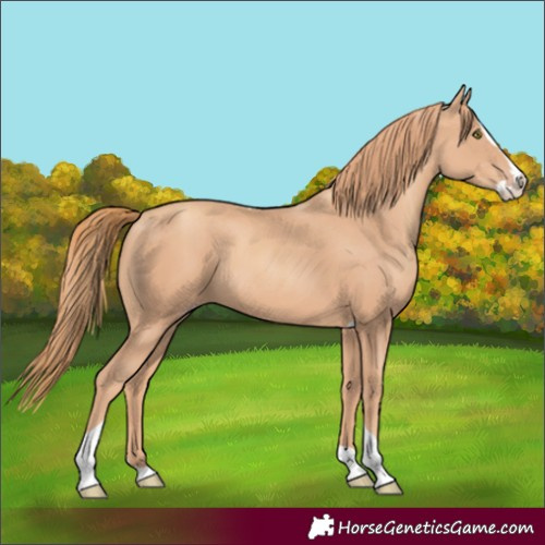 Horse Color:Gold Champagne Splash Tobiano 