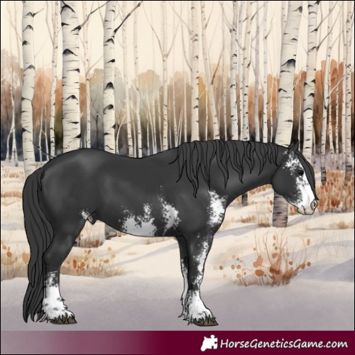 Horse Color:Unknown 