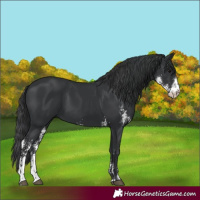 Horse Color:Black Sabino 