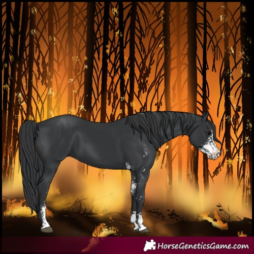 Horse Color:Black Sabino 