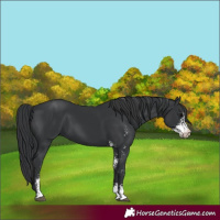 Horse Color:Black Sabino