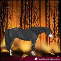 Horse Color:Black Sabino 