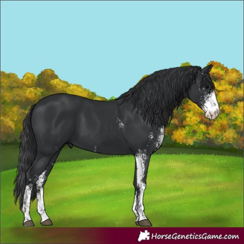 Horse Color:Black Sabino