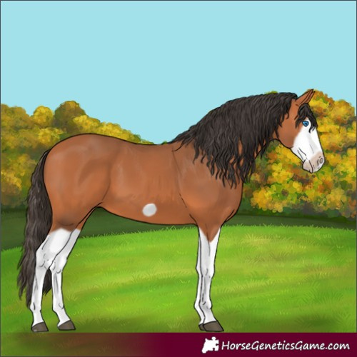 Horse Color:Bay Splash Frame