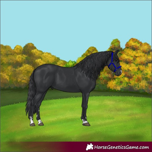 Horse Color:Black 