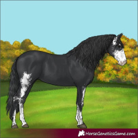 Horse Color:Black Sabino