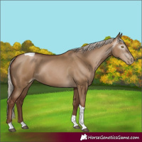Horse Color:Gray Silver Grullo Pearl Tobiano 