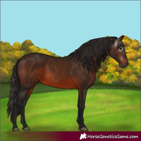 Horse Color:Unknown 
