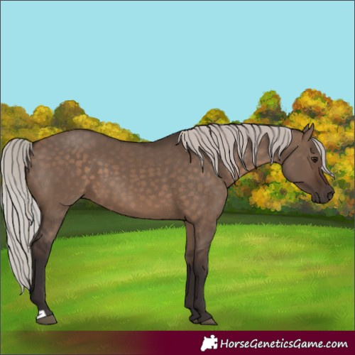 Horse Color:Silver Brown Dun 