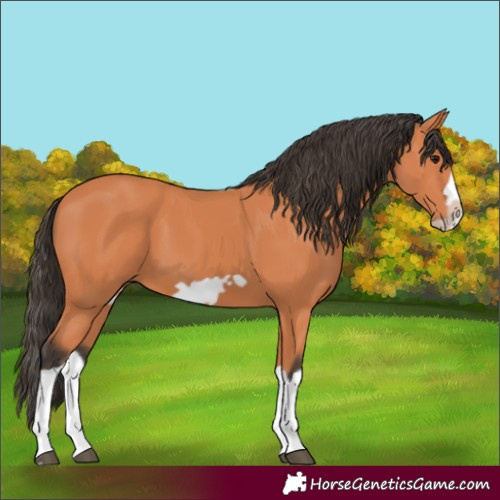 Horse Color:Bay Splash Frame 