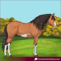 Horse Color:Bay Splash Frame 