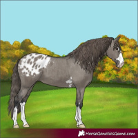 Horse Color:Grullo Appaloosa 