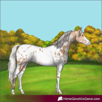 Horse Color:Amber Champagne Sabino Tobiano Appaloosa  and Silver Amber Champagne Sabino Tobiano Appaloosa 