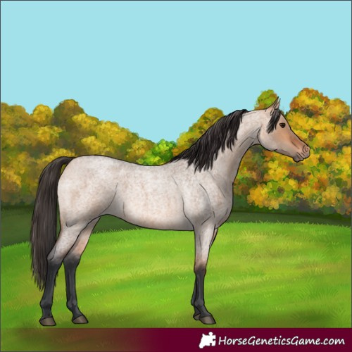 Horse Color:Bay Roan Dun 