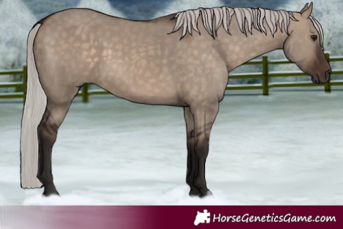 Horse Color:Silver Brown Dun 