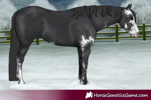 Horse Color:Black Sabino 