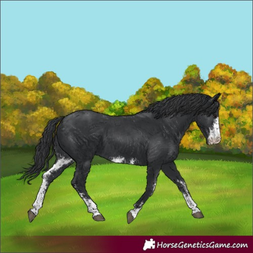 Horse Color:Black Sabino 