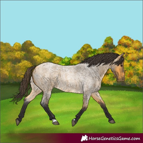 Horse Color:Buckskin Roan 
