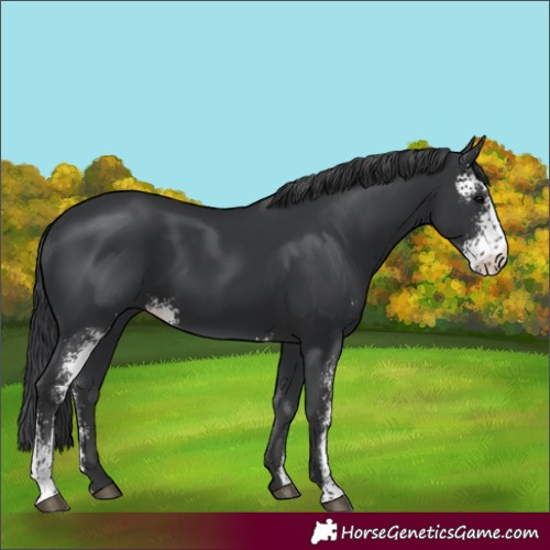 Horse Color:Black Sabino 