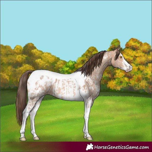 Horse Color:Amber Champagne Sabino Tobiano Appaloosa and Amber Champagne Sabino Tobiano Appaloosa
