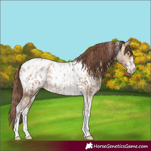 Horse Color:Amber Champagne Sabino Tobiano Appaloosa and Amber Champagne Dun Sabino Tobiano Appaloosa