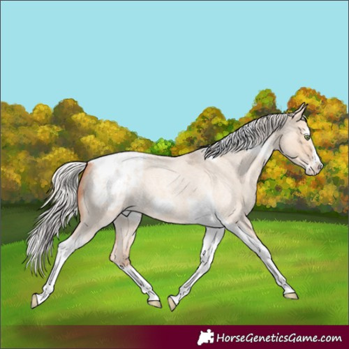 Horse Color:Silver Amber Champagne Roan Dun Splash Tobiano Frame Blanket Rabicano