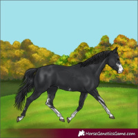 Horse Color:Black Sabino