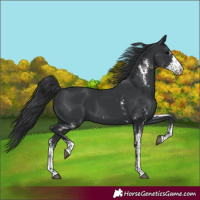 Horse Color:Black Sabino