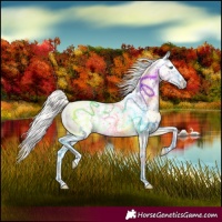 Horse Color:Cremello Splash and Cremello Splash Appaloosa