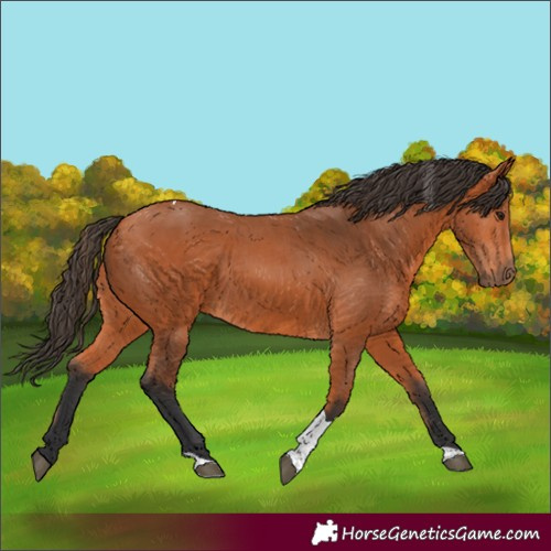 Horse Color:Bay Tobiano