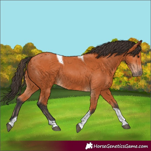 Horse Color:Bay Tobiano 