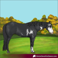 Horse Color:Unknown 