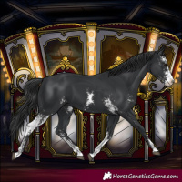 Horse Color:Black Sabino Splash 