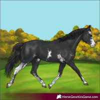Horse Color:Black Sabino Splash