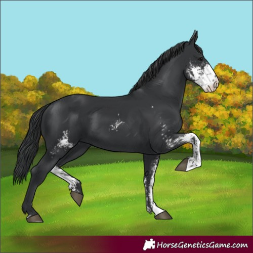 Horse Color:Black Sabino 