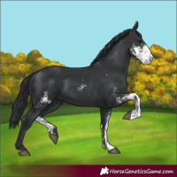 Horse Color:Black Sabino