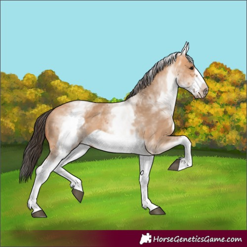 Horse Color:White Spotted Bay Dun Frame 